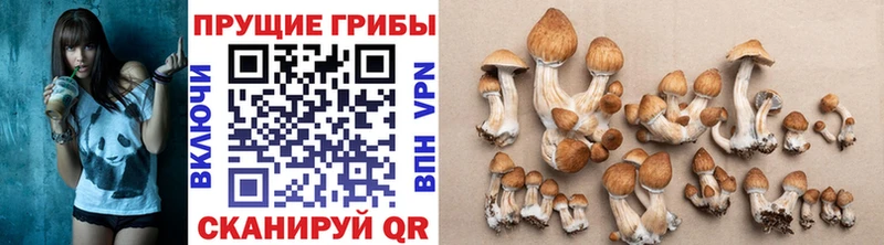 Галлюциногенные грибы Cubensis  наркотики  Мценск 